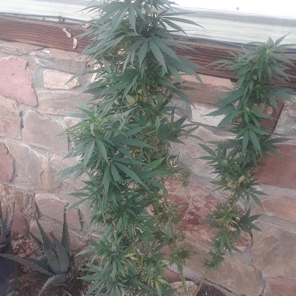 Meet your Posher, Dom - Picture 6 of 6